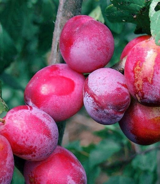 Prunus domestica 'Sangue di Drago'